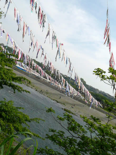 相模川の鯉のぼり