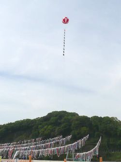 相模川の鯉のぼり3