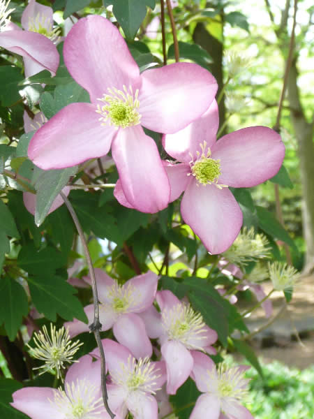 Clematis2