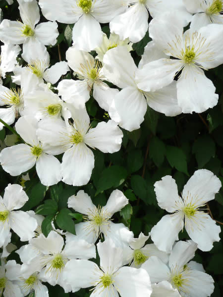 Clematis1