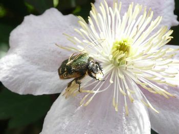 Clematis3