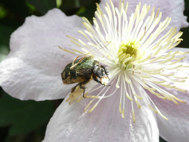 Clematis3