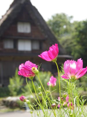 白川郷合掌造りの家