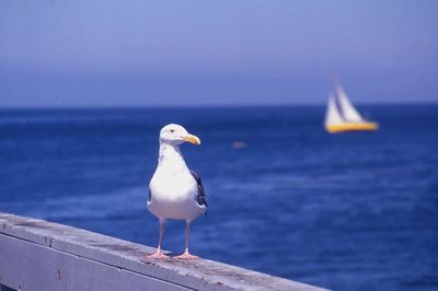 Seagul