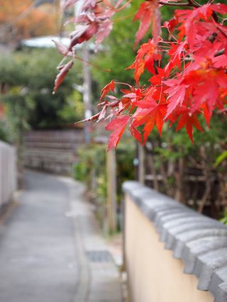 路地の秋